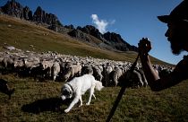 Un berger surveille son troupeau, le long des alpages dans les montagnes près du col du Glandon, dans les Alpes françaises (2018).