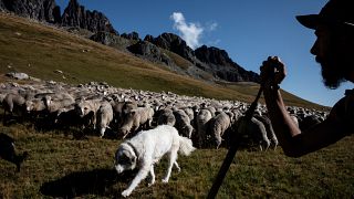 Un berger surveille son troupeau, le long des alpages dans les montagnes près du col du Glandon, dans les Alpes françaises (2018).