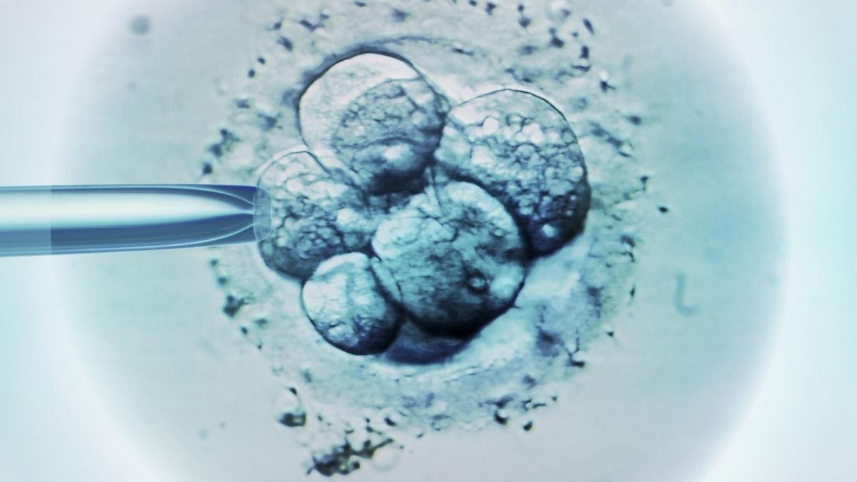 IVF embryos are increasingly frozen for a few months – or years – before being thawed and implanted for pregnancy. 