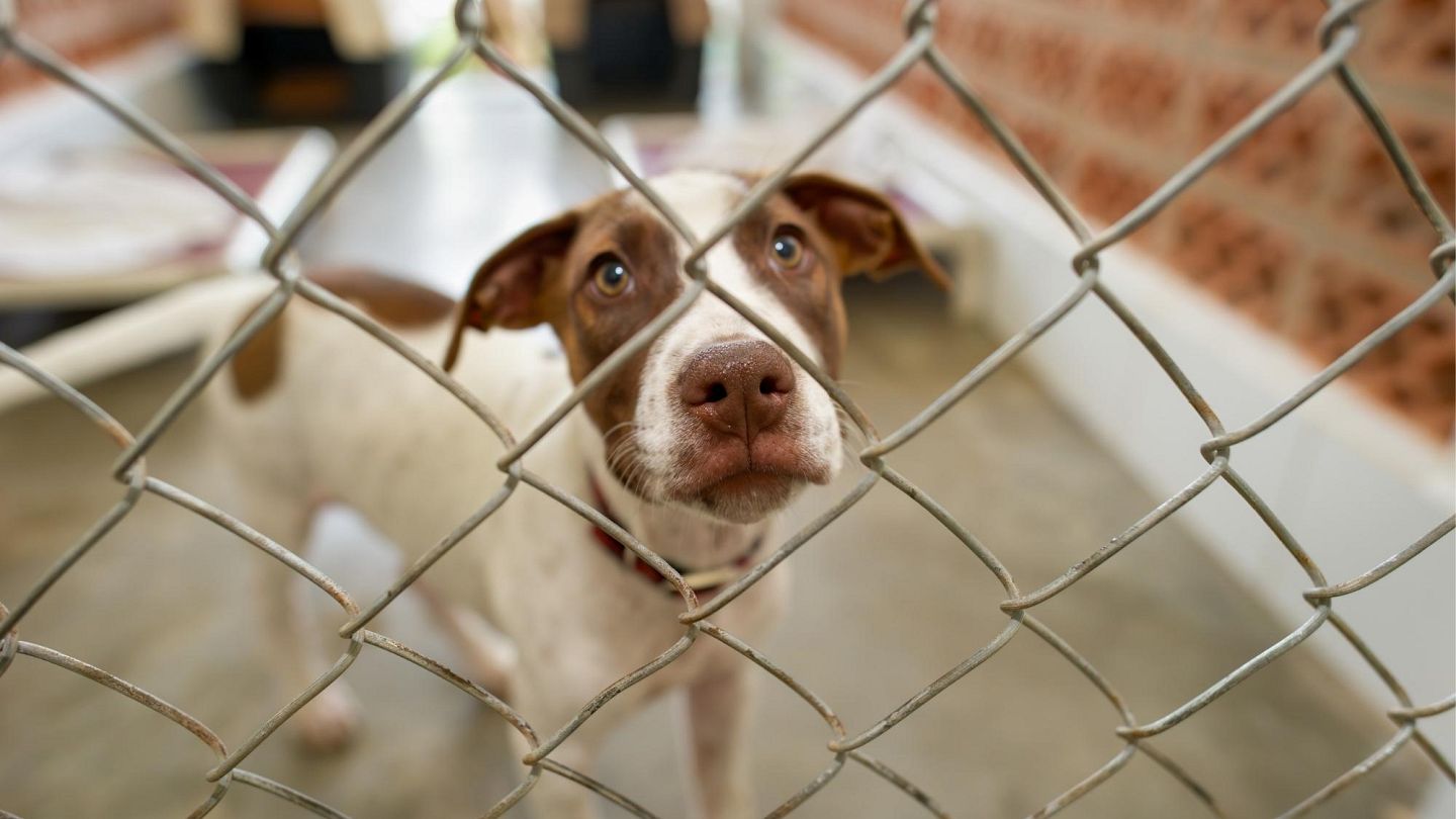 what percentage of dogs are in shelters