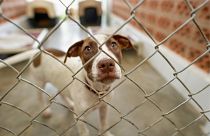 A dog behind a wire fence in an animal shelter