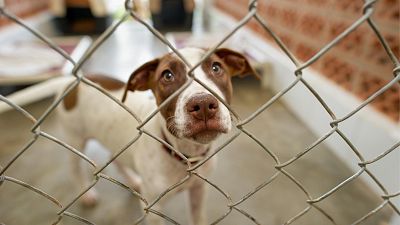 A dog behind a wire fence in an animal shelter