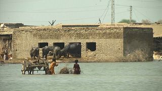 تُقارن فيضانات هذه السنة في الباكستان بمثيلاتها في 2010، الأسوأ في السجلات، عندما قضى أكثر من ألفي شخص وغمرت المياه أكثر من خّمس مساحة البلاد.