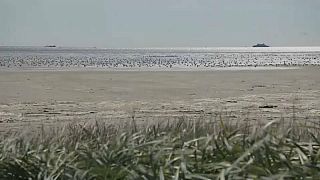 التغيّر المناخي يسلبُ من الطيور موطنها الطبيعي في بحر فادن الهولندي