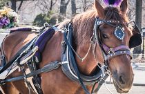 A bill proposes replacing horses with e-carriages by June 2024.