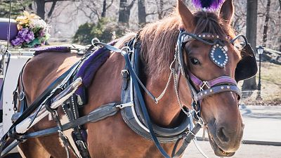 A bill proposes replacing horses with e-carriages by June 2024.