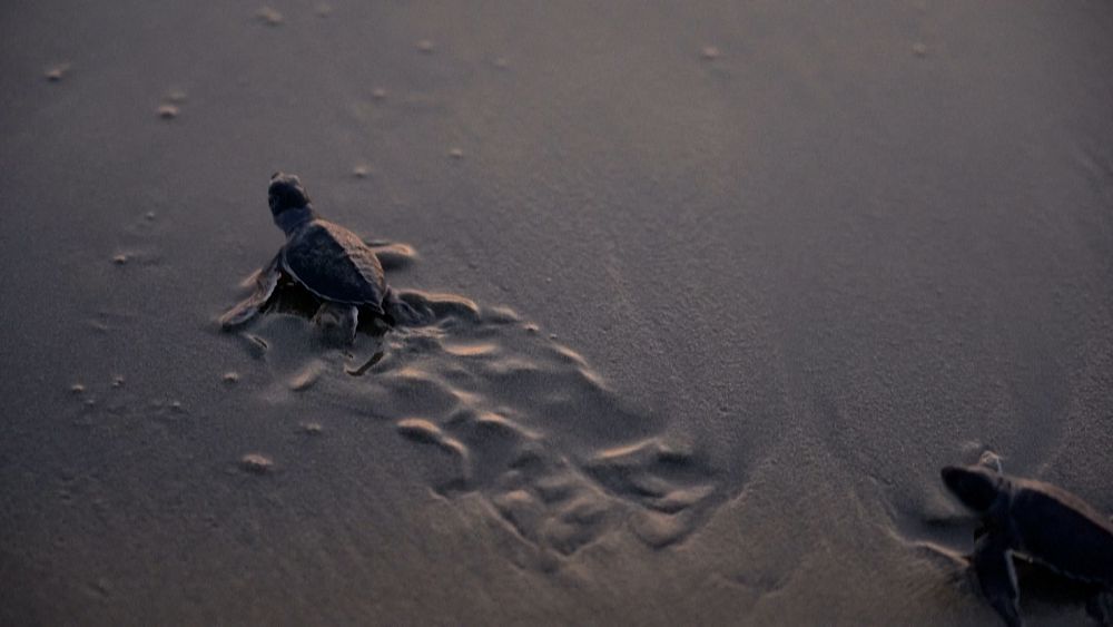 VIDEO : NGO releases newly-hatched sea turtles on Cyprus’s west coast at sunset VIDEO : NGO releases newly-hatched sea turtles on Cyprus’s west coast at sunset