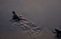 Newly-hatched sea turtle making its way to the sea after its release
