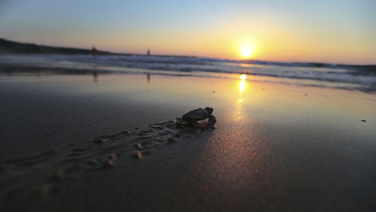 Una tortuga recién nacida se dirige al mar
