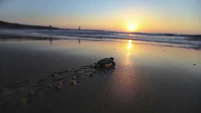 Una tortuga recién nacida se dirige al mar