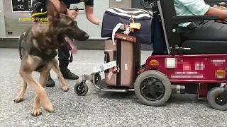 الكلب البوليسي أثناء قيامه بعملية التفتيش في المطار