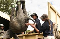 An elephant is hoisted into a transport vehicle at the Liwonde National Park, Malawi. In neighbouring Zimbabwe, National Parks is moving more than 2,500 wild animals.