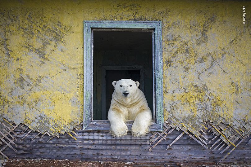 Dmitry Kokh / Wildlife Photographer of the Year