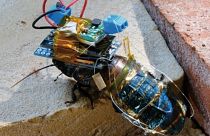 The cyborg cockroach with its special backpack