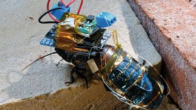 The cyborg cockroach with its special backpack The cyborg cockroach with its special backpack