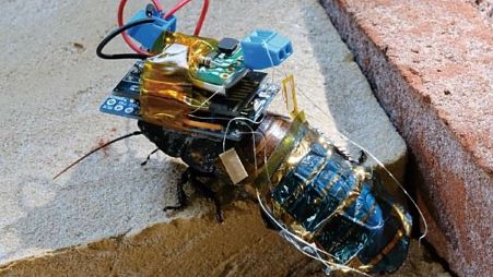 The cyborg cockroach with its special backpack