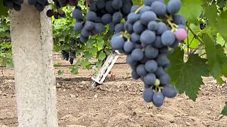 Close up of grapes in Parutyne