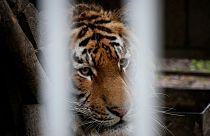 A tiger looks through bars at a zoo in Mariupol, eastern Ukraine.