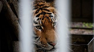 A tiger looks through bars at a zoo in Mariupol, eastern Ukraine.