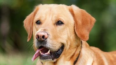 According to a study by Australian and New Zealand scientists, specially-trained dogs can detect invasive carp According to a study by Australian and New Zealand scientists, specially-trained dogs can detect invasive carp
