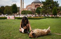 سگ در ترکیه