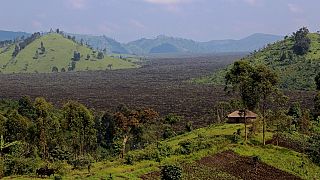 Scientists fight to protect therainforest in DRC