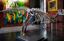 اسکلت دایناسور زفیر متعلق به‌دوره ژوراسیک در حراجی پاریس