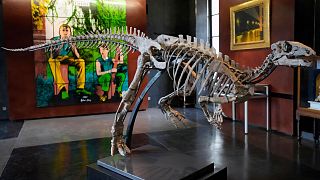 اسکلت دایناسور زفیر متعلق به‌دوره ژوراسیک در حراجی پاریس