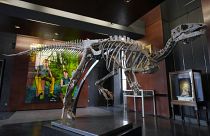 Скелет "Зефира", камптозавра возрастом 150 млн лет