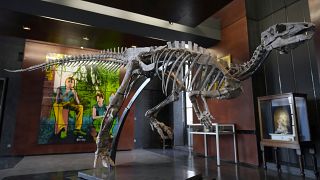 Esqueleto do Camptossauro, com 150 milhões de anos, que será leiloado em Paris