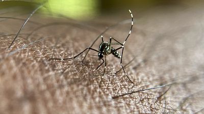 New cheap malaria vaccine gives protection for two years