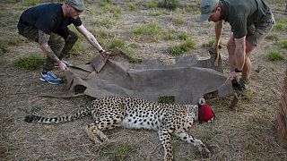 S.African cheetahs to fly to Mozambique, India as part of reintroduction efforts