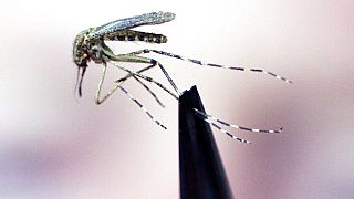 Dişi sivrisinekler kan emerek yumurtlamak için gerekli proteini elde ediyor