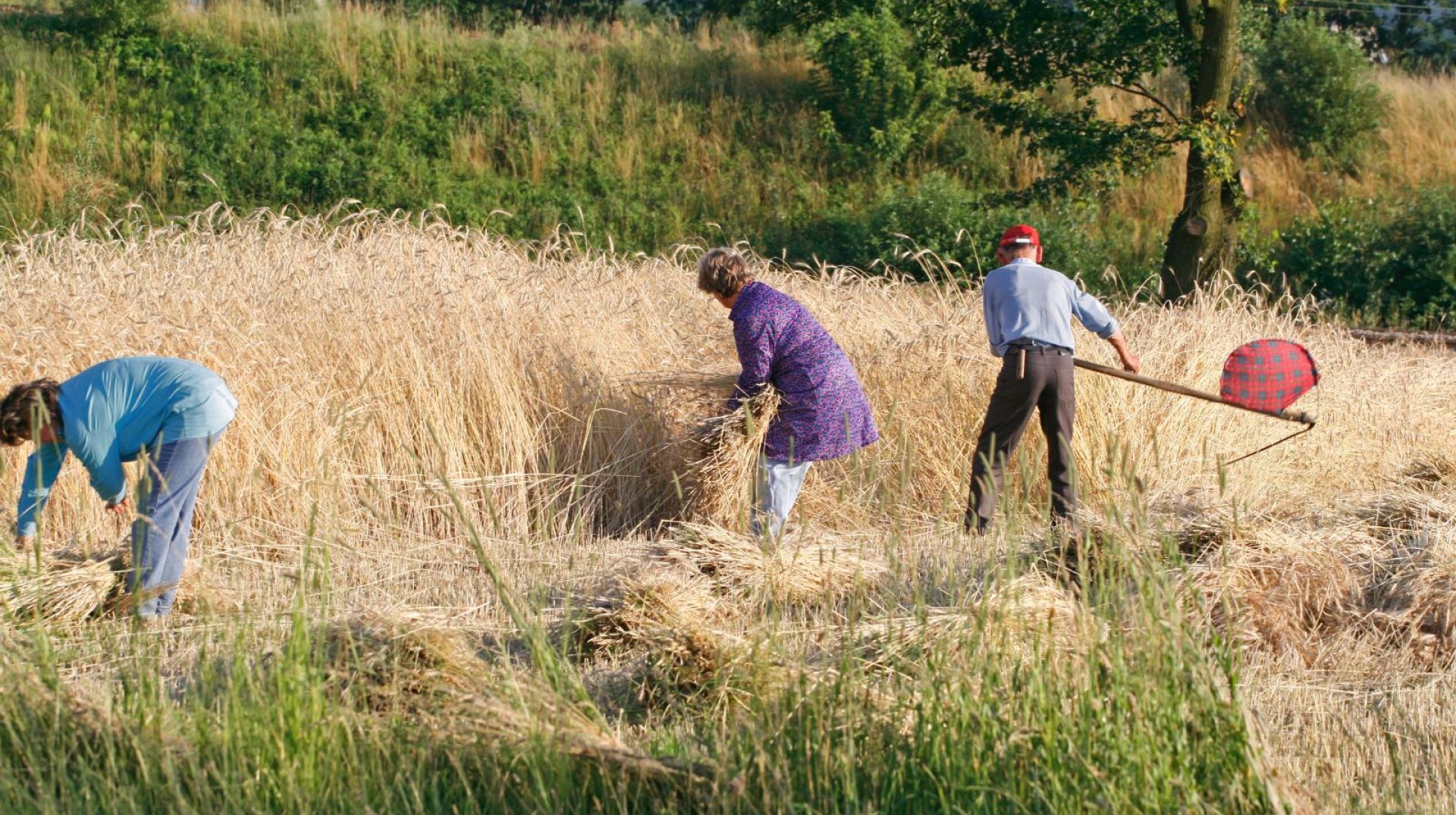 What is scything? This ancient farming skill is making a comeback in ...