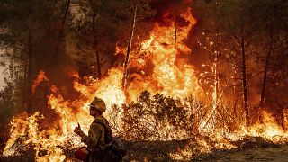 В этом году Калифрония страдает от аномальной жары и засухи, что привело к увеличению числа лесных пожаров.