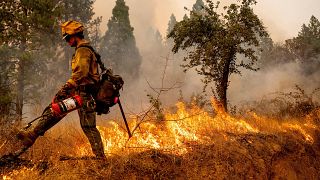 رجل إطفاء يشعل نارًا عكسية لإحراق الغطاء النباتي أثناء محاربة حريق في مقاطعة إلدورادو. 2022/09/09