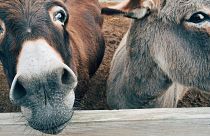Nigeria relies on donkeys work animals - but they are threatened by trafficking.