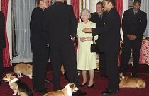 The Queen meets New Zealand's All Blacks rugby team accompanied by her pet corgis