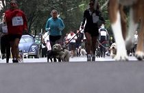 Dogs running a marathon.