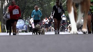 Owners and dog run first canine marathon in Mexico City