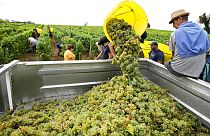 Workers collect white grapes of sauvignon in the Grand Cru Classe de Graves of the Château Carbonnieux, in Pessac Leognan, south of Bordeaux, southwestern France, August