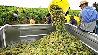 Workers collect white grapes of sauvignon in the Grand Cru Classe de Graves of the Château Carbonnieux, in Pessac Leognan, south of Bordeaux, southwestern France, August