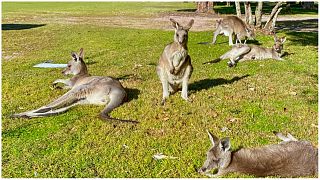 كناغر تجلس تحت أشعة الشمس على حافة ملعب للغولف في خليج نيلسون بأستراليا، الأحد 13 يونيو 2022.