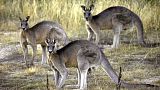 Arşiv: Canverra yakınında kangurular