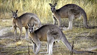 Arşiv: Canverra yakınında kangurular