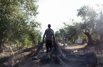 Heatwaves are impacting Spain's olive oil production