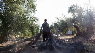 Heatwaves are impacting Spain's olive oil production