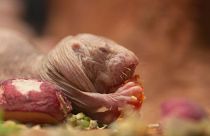 Researchers are studying naked mole rats to uncover the secrets of their longevity