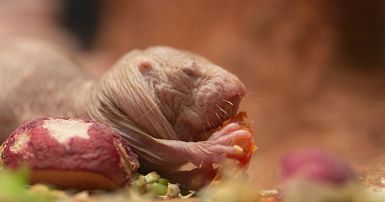 Ugly naked guys': How do naked mole rats avoid ageing and cancer? | Euronews