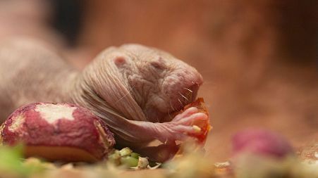 Researchers are studying naked mole rats to uncover the secrets of their longevity